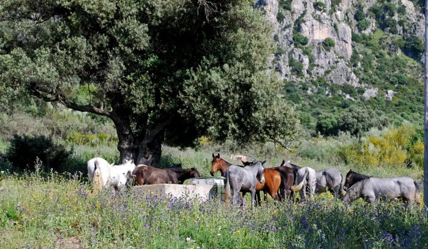 Paraje Natural Los Reales de Sierra Bermeja, Estepona, Spain, Spain